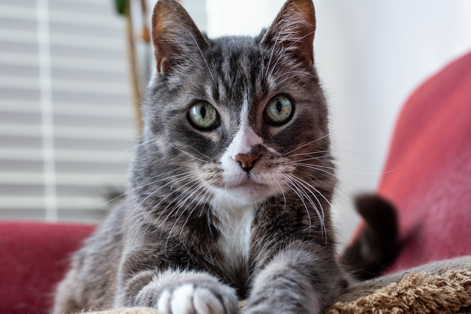 meilleure litiere vegetale pour chat